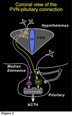 Coronal view of the PVN-pituitary connection